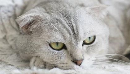 模特一般身高要多少